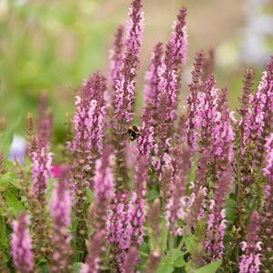 Salvia nemorosa Rosa