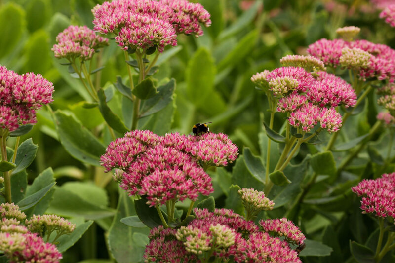 Sedum spectabile Carl
