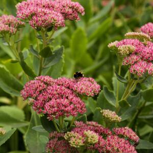 Sedum spectabile Carl