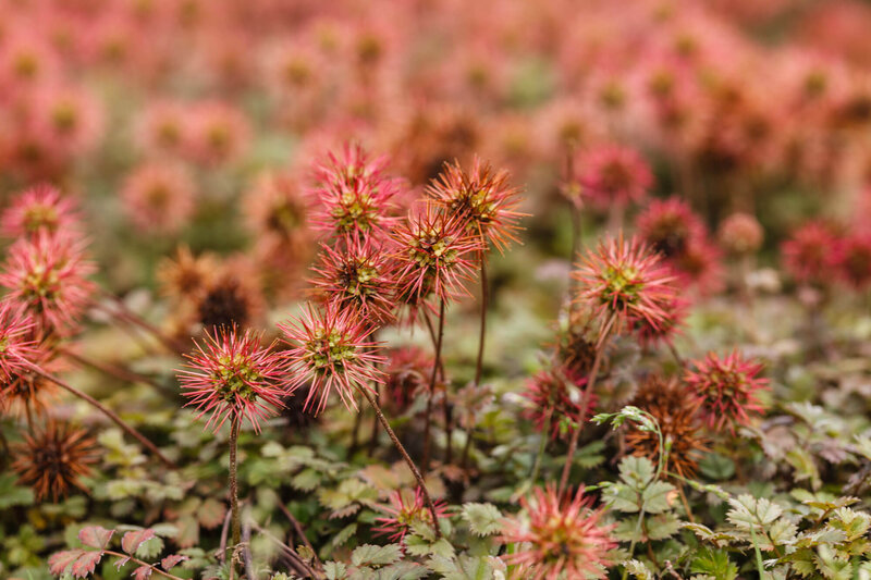 Acaena microphylla Kupferteppich