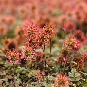 Acaena microphylla Kupferteppich