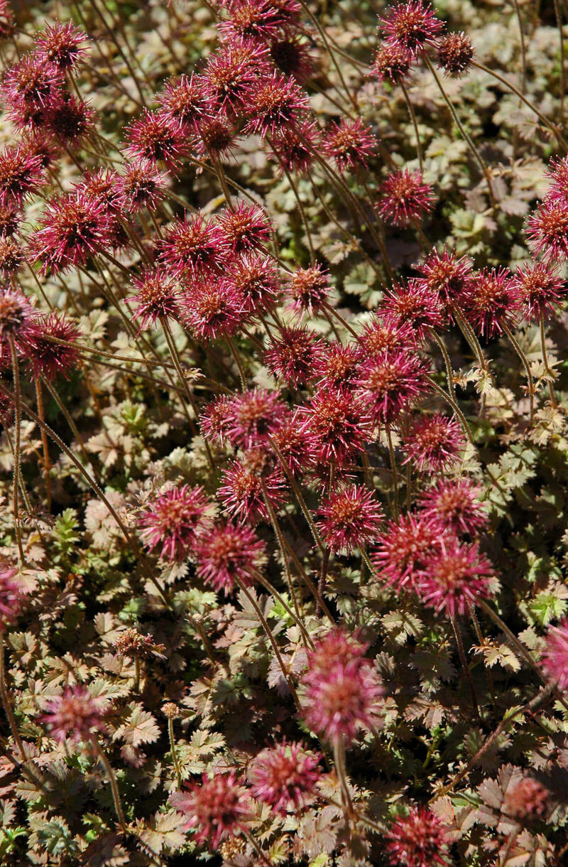 Acaena microphylla Kupferteppich