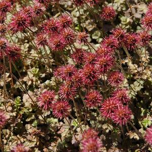 Acaena microphylla Kupferteppich
