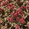 Acaena microphylla Kupferteppich