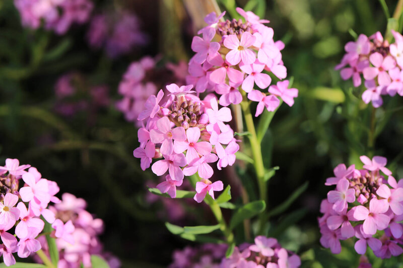 Aethionema armenum Warley Rose