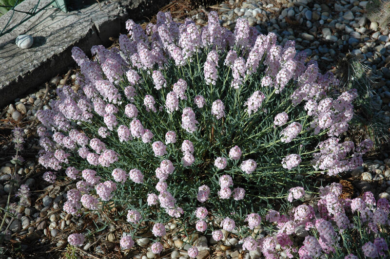 Aethionema armenum Warley Rose