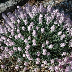 Aethionema armenum Warley Rose