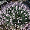 Aethionema armenum Warley Rose