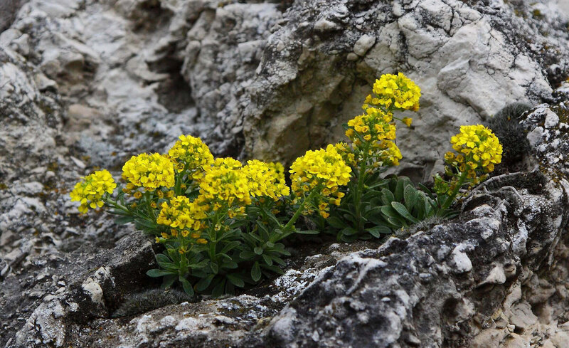 Alyssum montanum Berggold