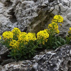 Alyssum montanum Berggold