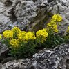 Alyssum montanum Berggold