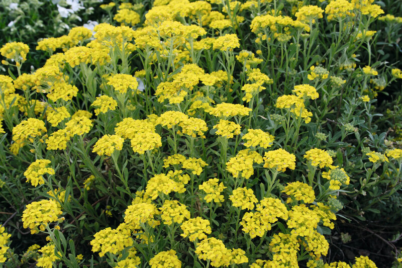 Alyssum montanum Berggold