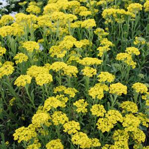 Alyssum montanum Berggold