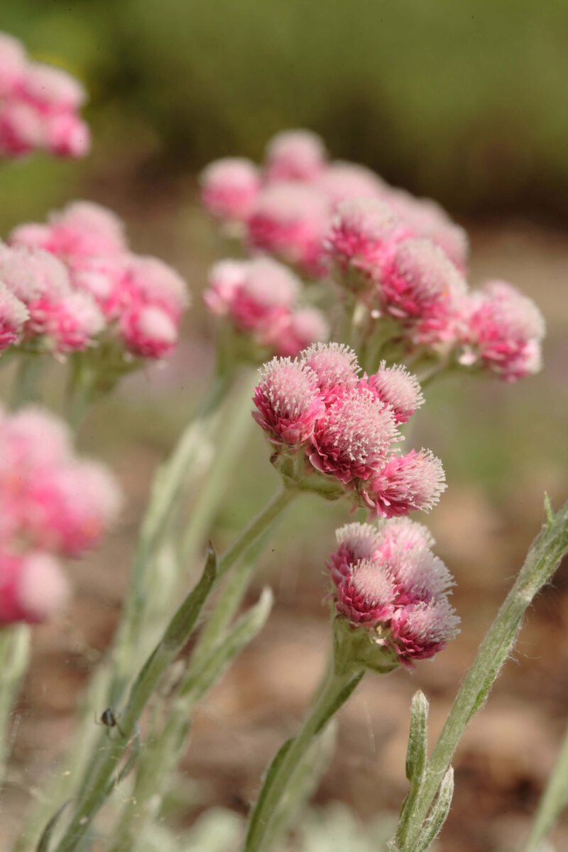 Antennaria dioica Rubra