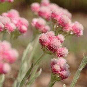 Antennaria dioica Rubra