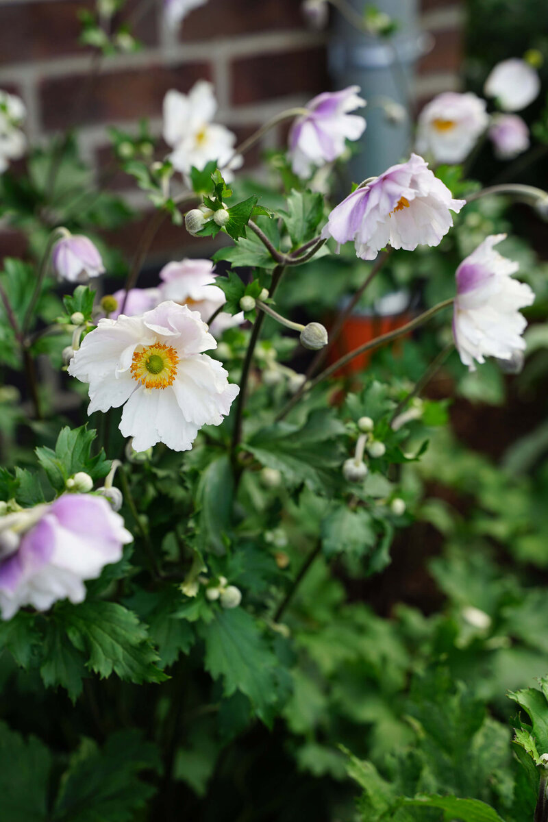 Anemone x cultorum ‚Dreaming Swan‘