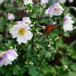 Anemone x cultorum ‚Dreaming Swan‘