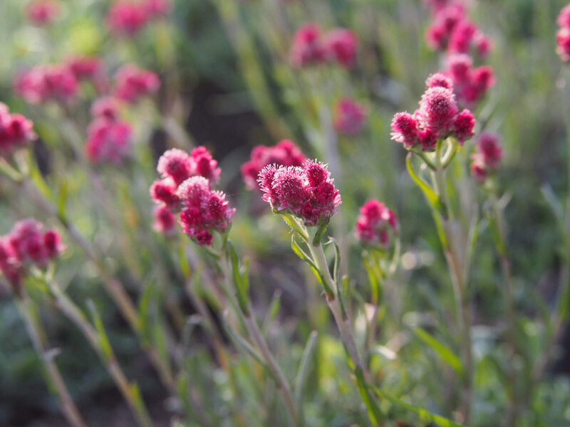 Antennaria dioica Rubra