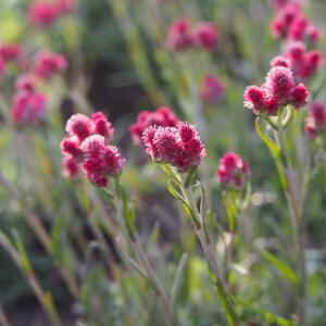 Antennaria dioica Rubra