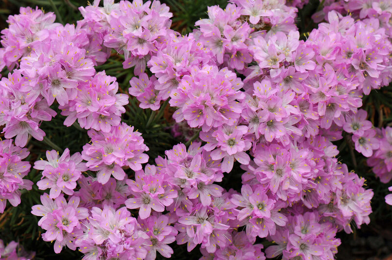 Armeria juniperifolia Röschen