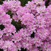Armeria juniperifolia Röschen