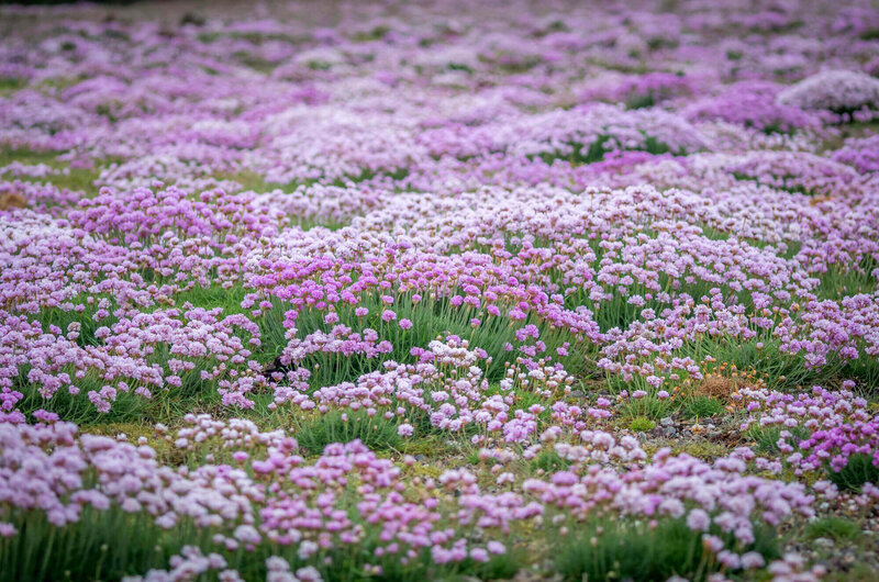 Armeria juniperifolia Röschen