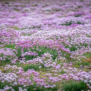 Armeria juniperifolia Röschen