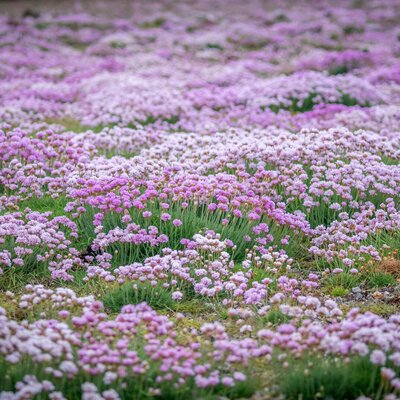 Armeria juniperifolia Röschen