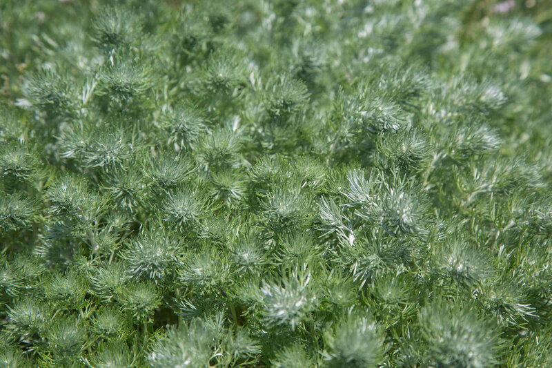 Artemisia schmidtiana Nana