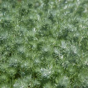 Artemisia schmidtiana Nana