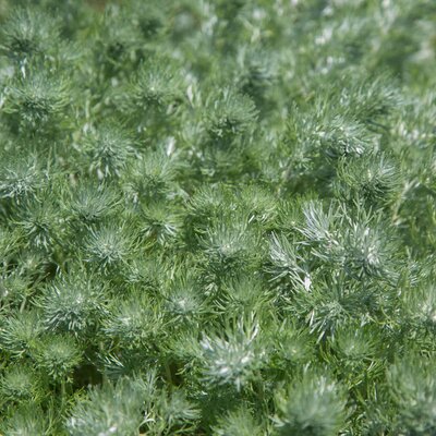 Artemisia schmidtiana Nana