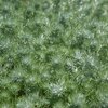 Artemisia schmidtiana Nana