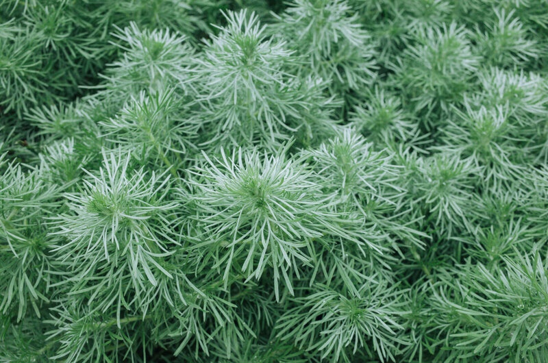 Artemisia schmidtiana Nana