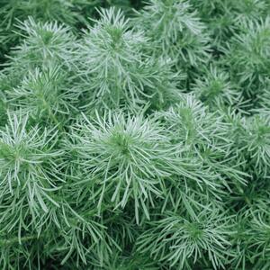 Artemisia schmidtiana Nana