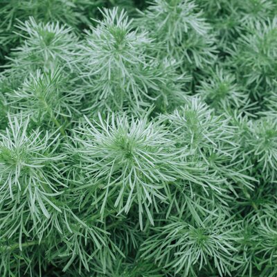 Artemisia schmidtiana Nana