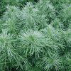 Artemisia schmidtiana Nana
