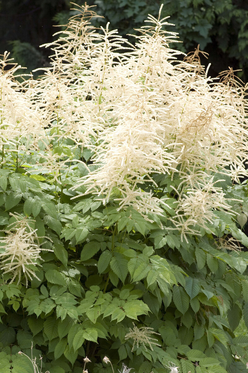 Aruncus aethusifolius Misty Lace