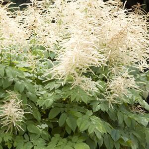 Aruncus aethusifolius Misty Lace