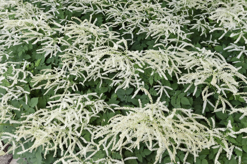 Aruncus aethusifolius Misty Lace
