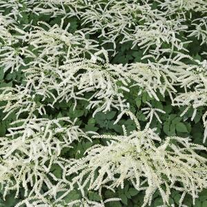 Aruncus aethusifolius Misty Lace