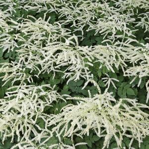 Aruncus aethusifolius Misty Lace