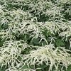 Aruncus aethusifolius Misty Lace