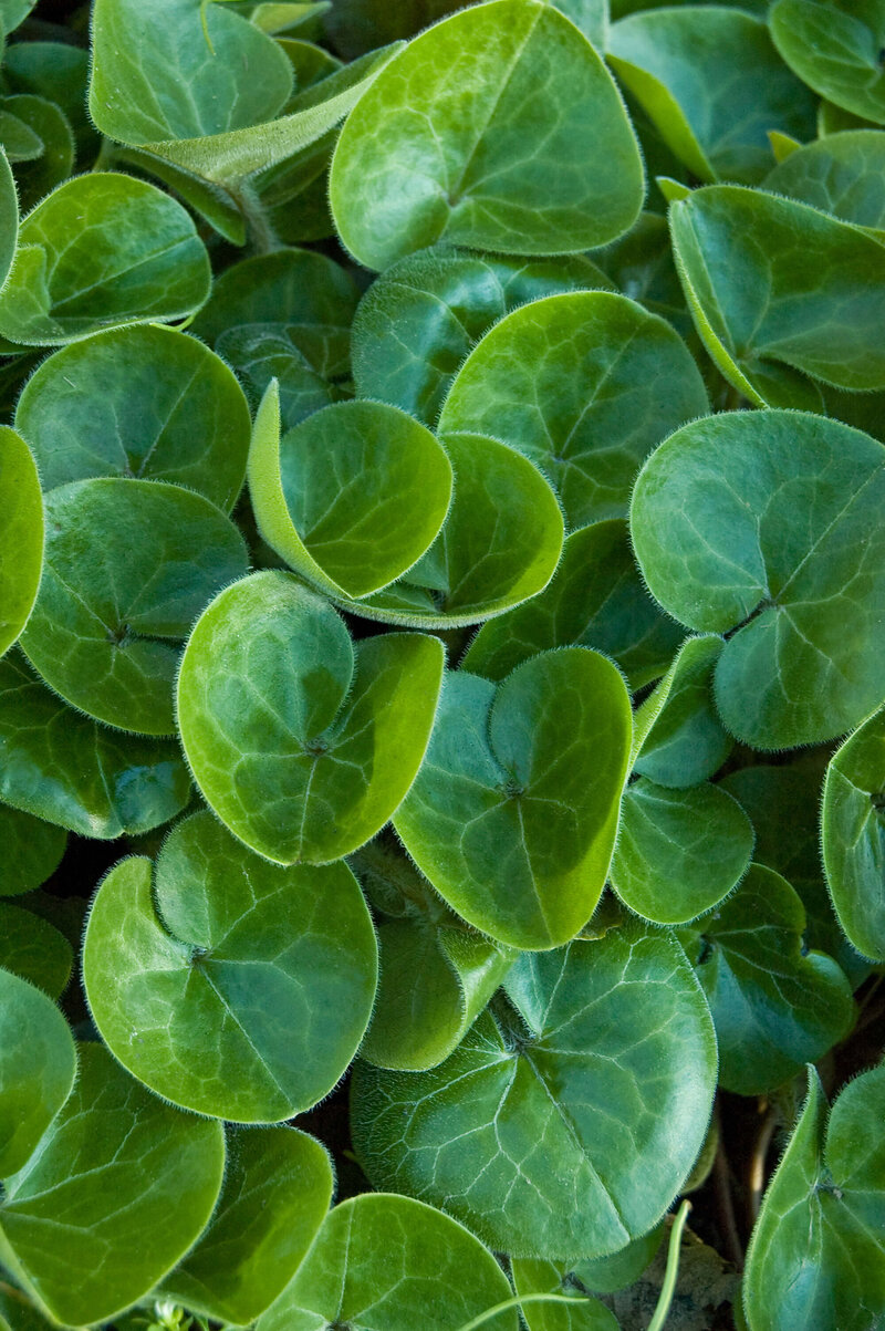 Asarum europaeum