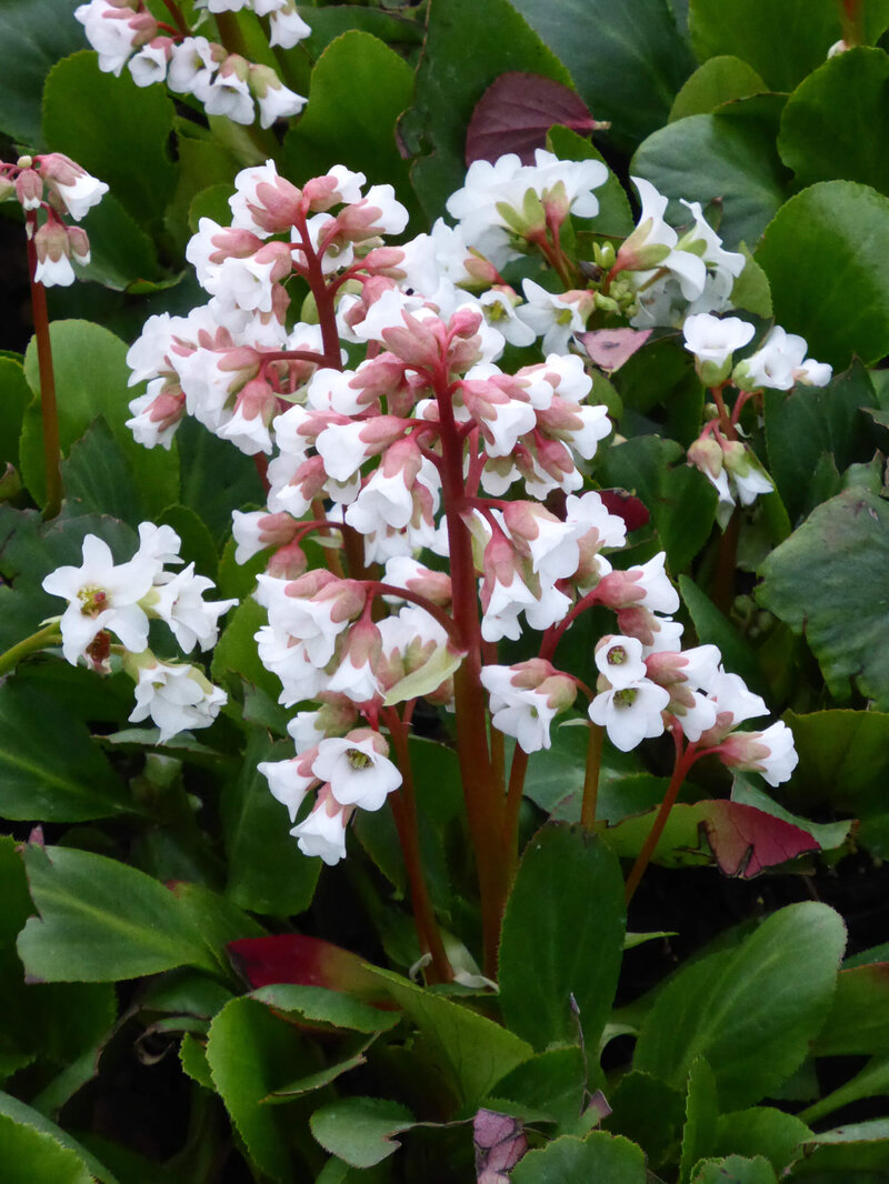 Bergenia cordifolia ‚Bressingham White‘
