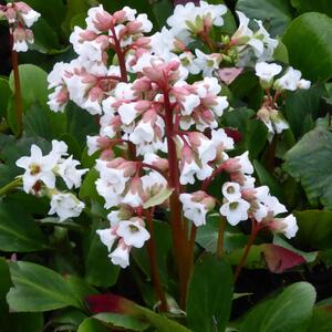 Bergenia cordifolia ‚Bressingham White‘