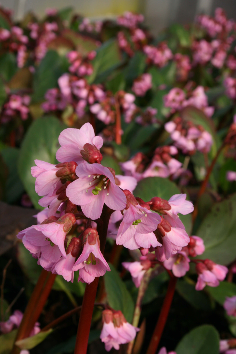 Bergenia cordifolia Rosi Klose