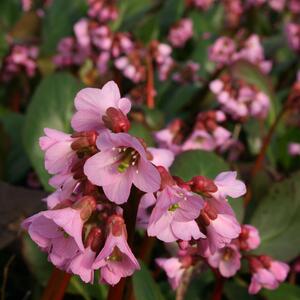 Bergenia cordifolia Rosi Klose