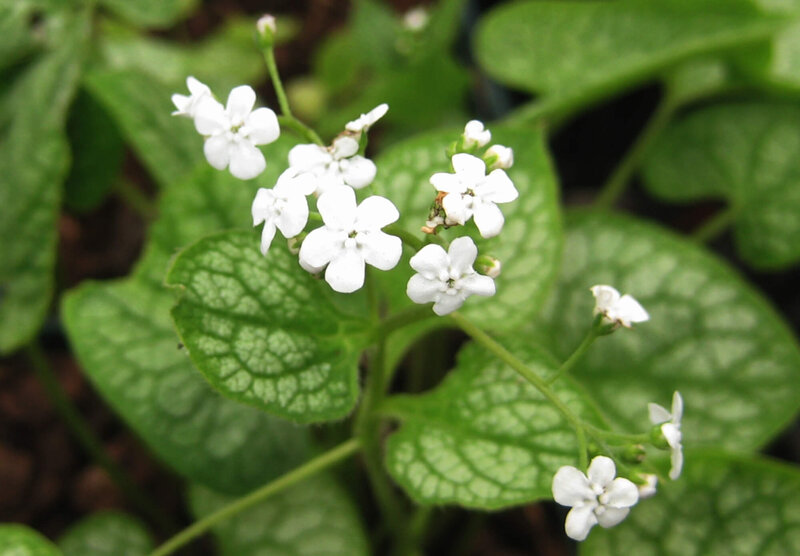Brunnera macrophylla Mr. Morse ®