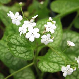 Brunnera macrophylla Mr. Morse ®