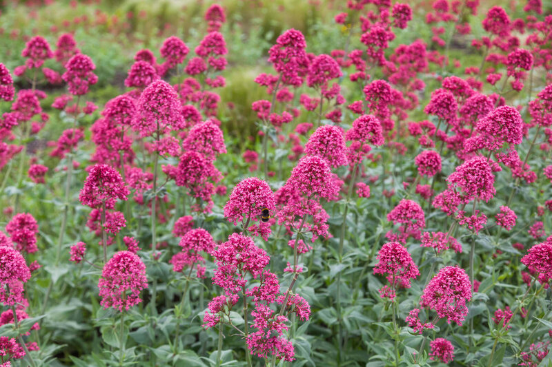 Centranthus ruber Coccineus